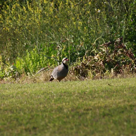 Crete Golf Club 5* Hersonissos (Crete)