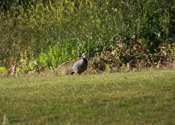 Crete Golf Club 5* Hersonissos (Crete)